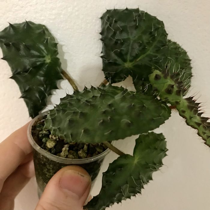 Begonia melanobullata. Бегония Меланобулата.