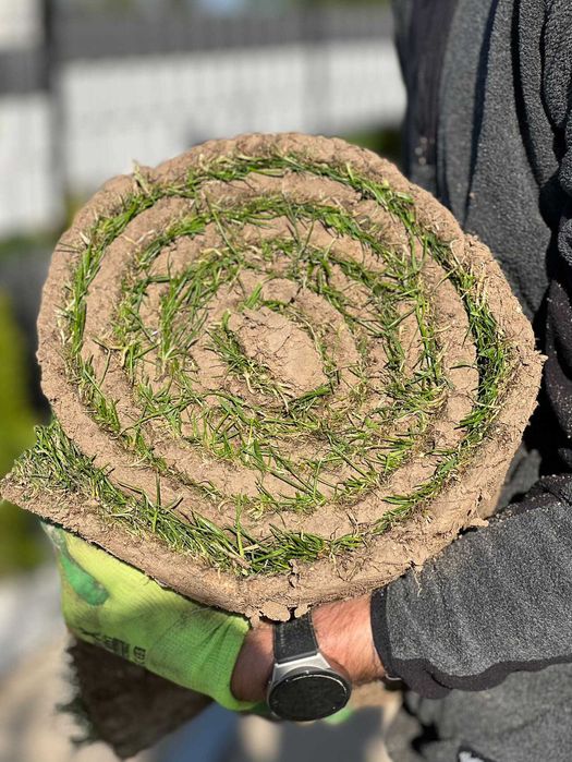 Trawa z rolki 1 gatunek, trawnik z transportem, zamówienia online