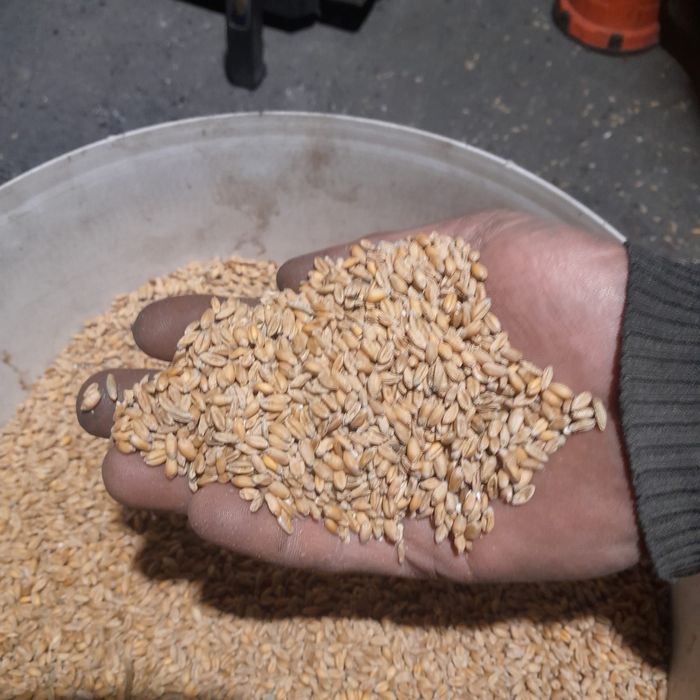 Przenica czysta ładna  do kur i nie tylko