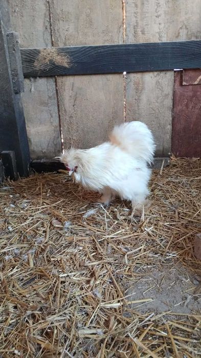 Koguty silki sprzedam