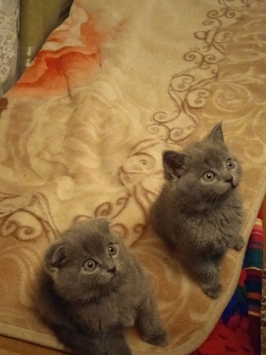 Чистокровні британські кошенята