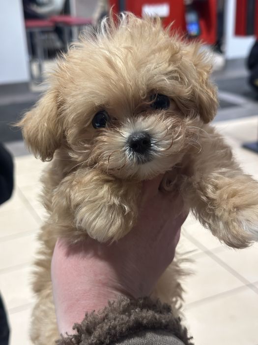 Мальтипу микро девочка