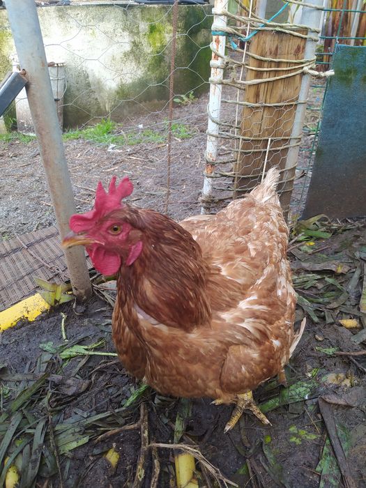 Galinha raça grande , 4,8Kg, caseira