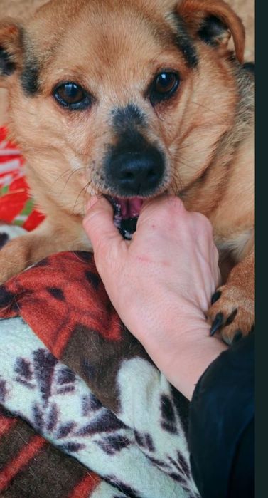 Mikrus do adopcji. SANDOMIERZ !!!