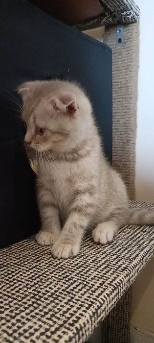 Scottish Fold macho