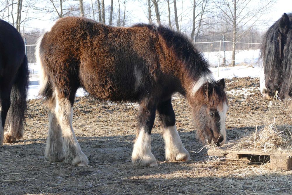 Gypsy Cob  ogierek z 2025 r. -  gen perły, ICS, negocjacje