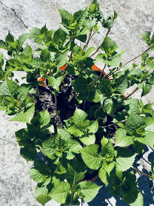 Hortensias box 12 unidades