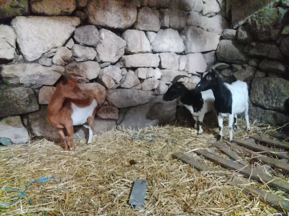 3 cabras anãs adultas