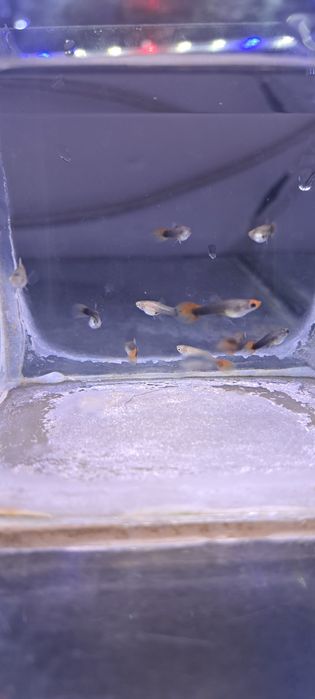 Gupiki koi tuxedo 3 samiczki i 7 samcy okazja