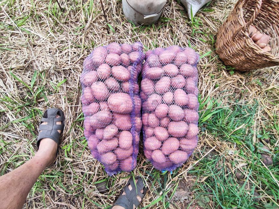 Картопля  цибуля  10-15