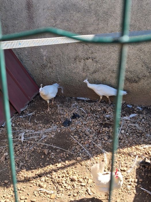 Pavões  patos  galinhas