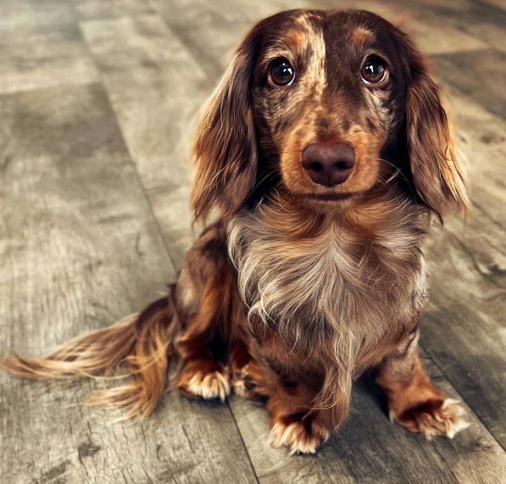 Шикарний кролячий хлопчик для в'язки.