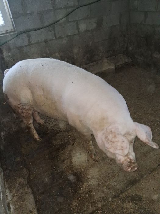 Порісна свиноматка