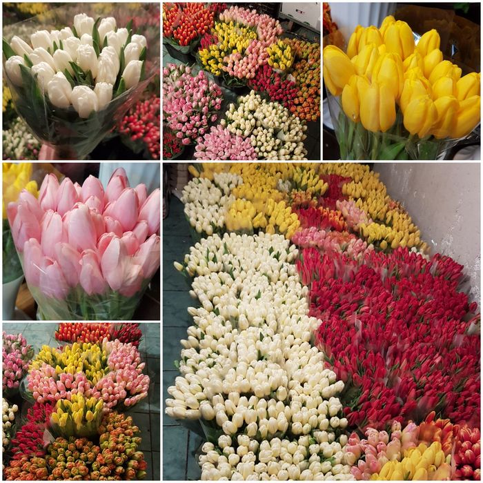 Тюльпан опт Украина