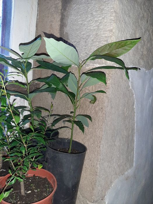 Abacateiro pera abacate