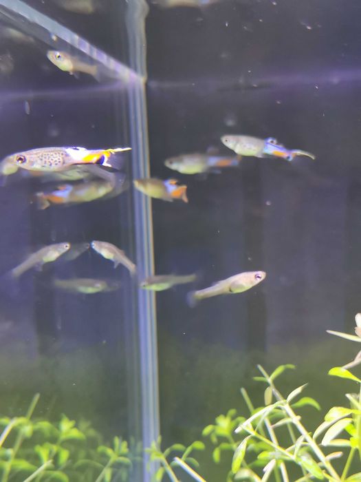 Guppy Endler lote 10un
