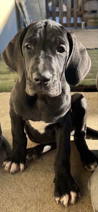 Dogue Alemao femêa preto Lop