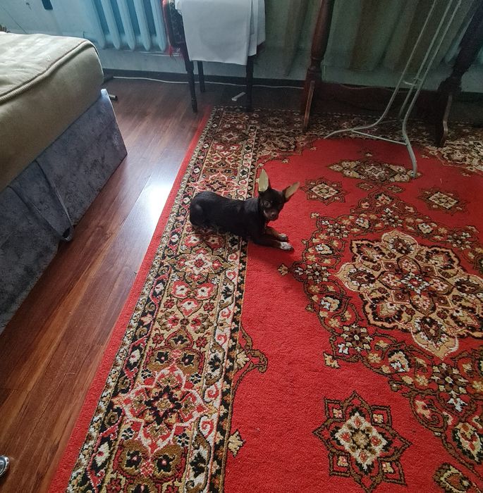 Мальчик чихуахуа, шоколад .