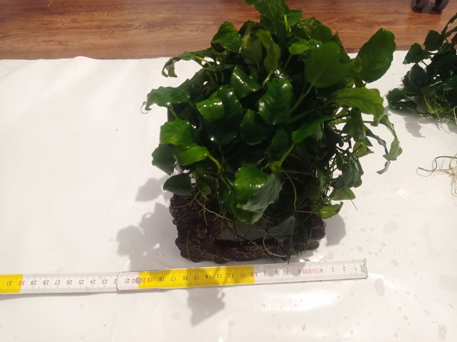 Anubias grota do akwarium