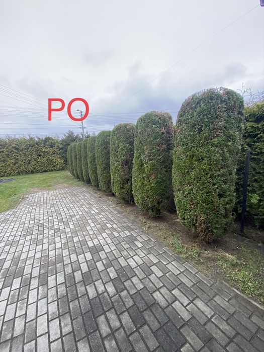 Wycinka drzew | Pielęgnacja drzew i ogrodów | Arborysta