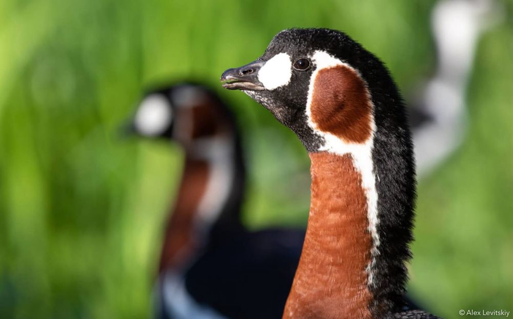 Ganso de peito ruivo