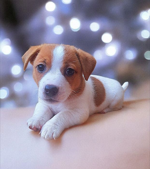 Шикарні    дітки.