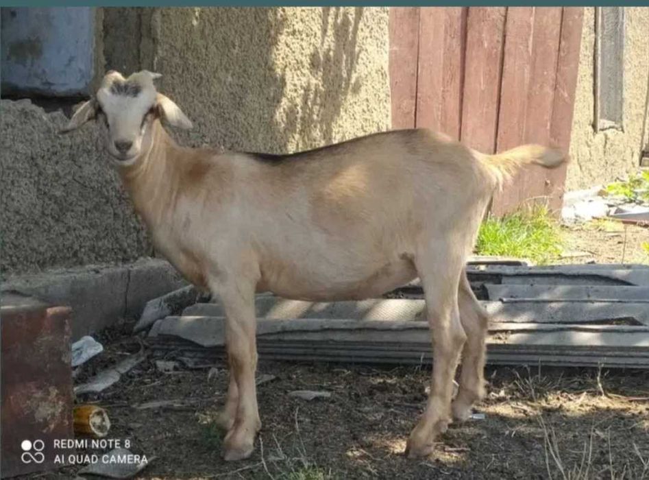 Нубійські кози різної масті