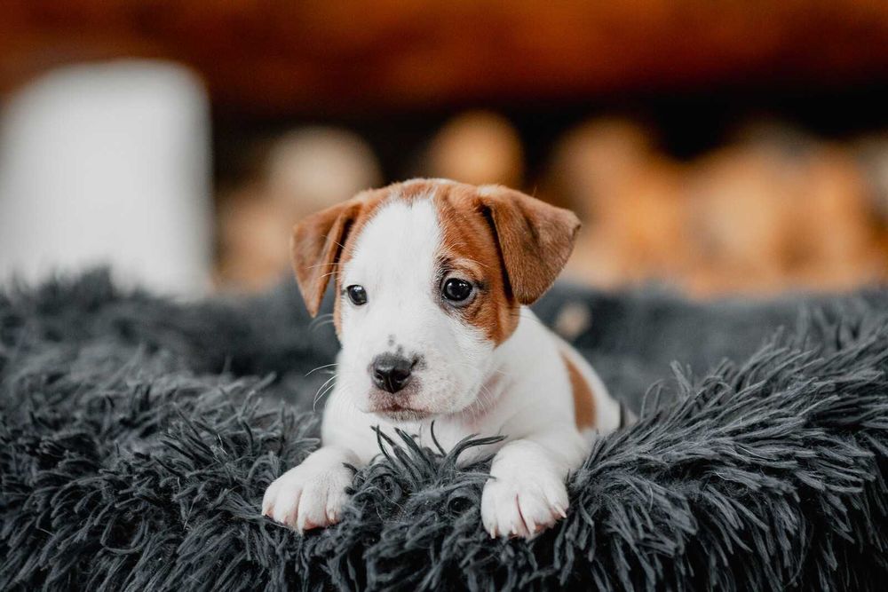 Jack Russell Terrier FCI