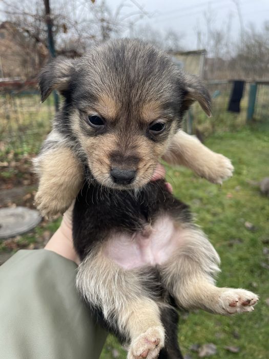 Маленькі песи- охоронці)