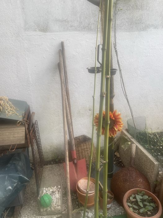 Canas de bambu varios tamanhos