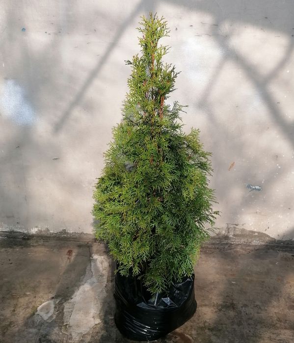 Туя смарагд в горшку. Також даніка куляста і вкорінені живці в касетах