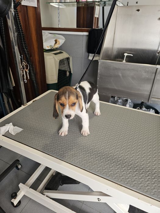 Beagle fêmea tricolor