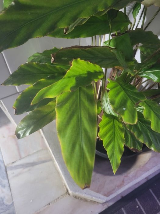 Planta Calathea rufibarba