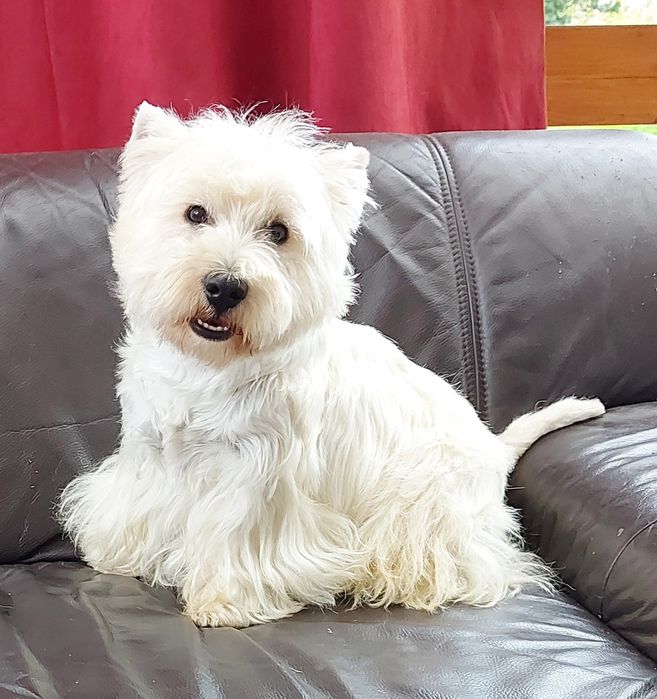 West highland white terrier zkwp FCI