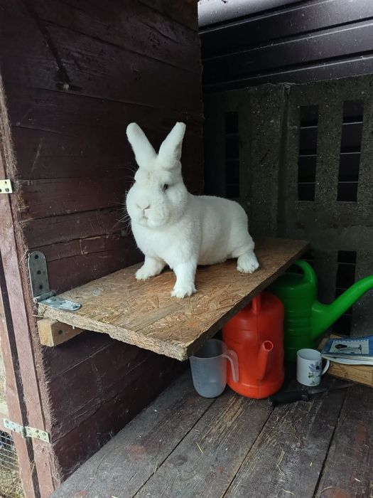 Sprzedam samca wiedenski biały