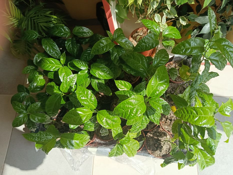 Саджанці маракуї пасифлора їстівна