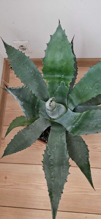 Agawa amerykańska / agave americana Blue ok. 55–60 cm