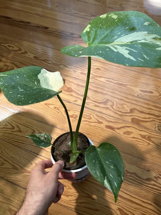 Monstera Thai Constellation