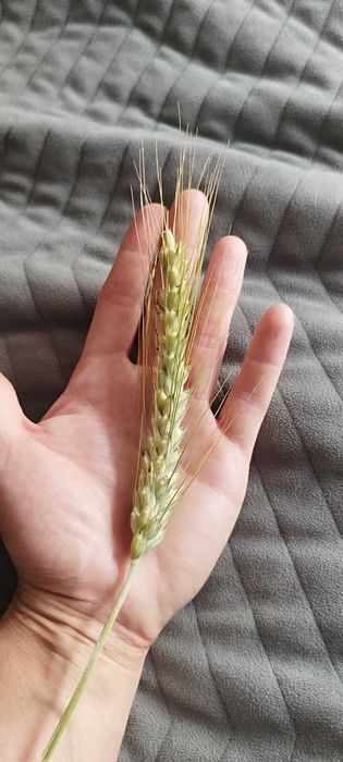 Przenżyto ozime Tributo