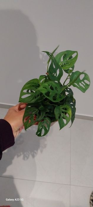 Monstera monkey.