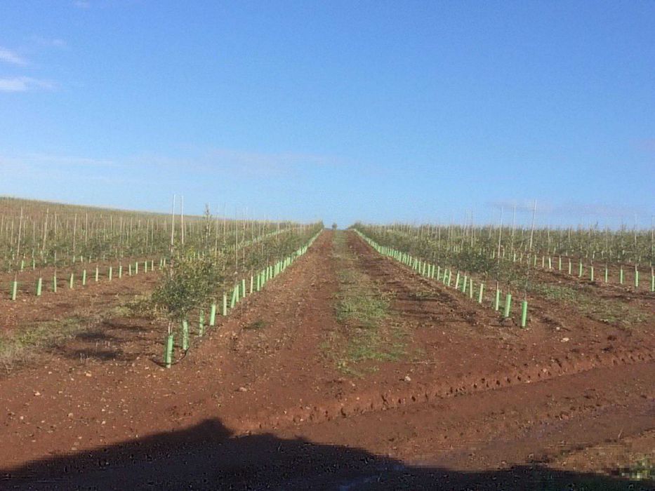 Osłonki ochronne na drzewka wysokość 70cm