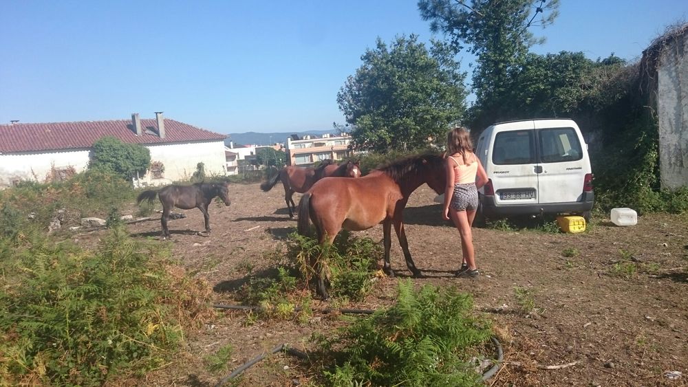 Vendo garranos e poldros desmamados