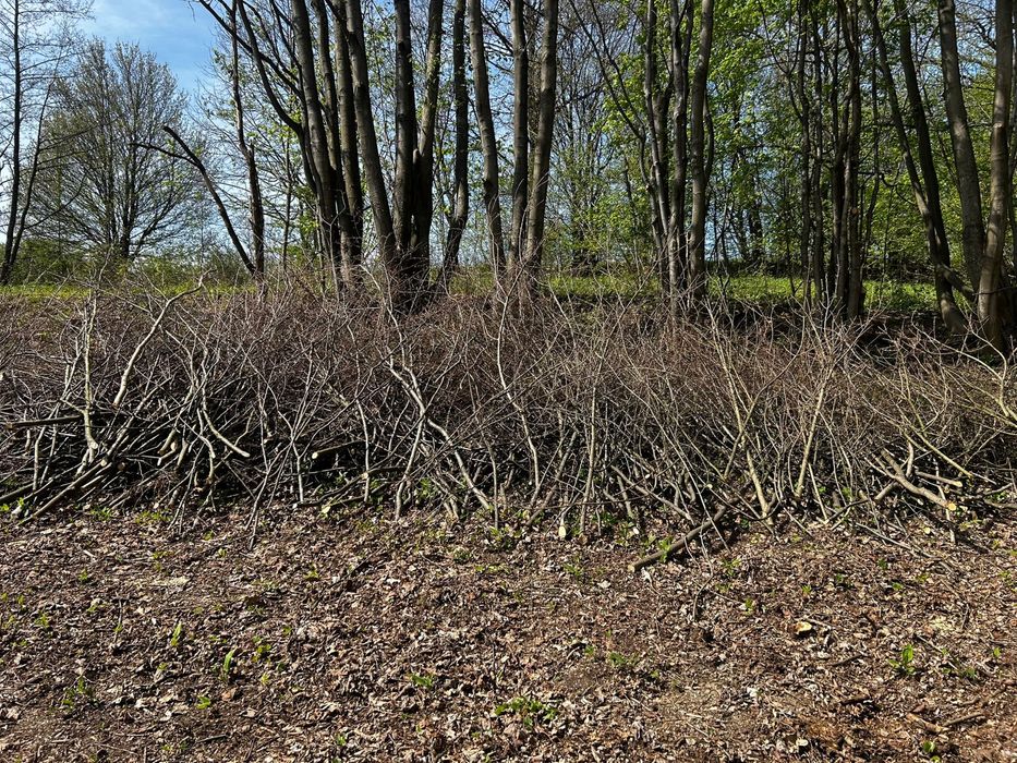 Oddam galezie za darmo