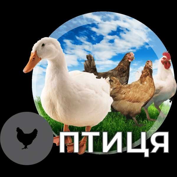 AVA GROUP Премікси бмвд від виробника  гарантована якість доставка