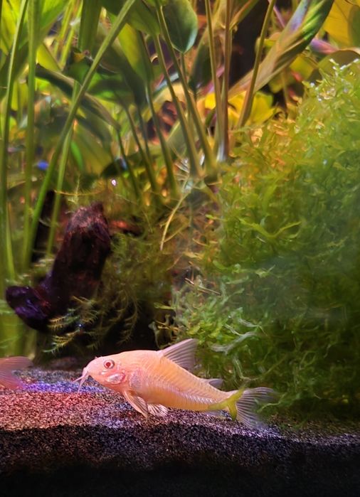 Kirys albinos oddam !