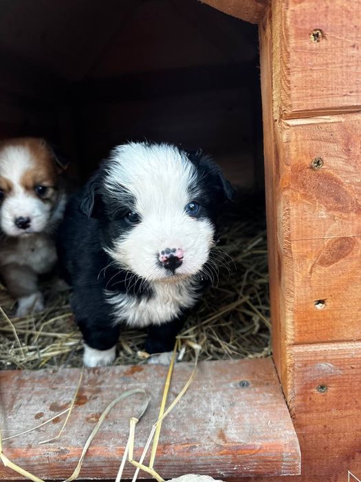 Відам в добрі руки цуценят, осталось дві дівчинки.