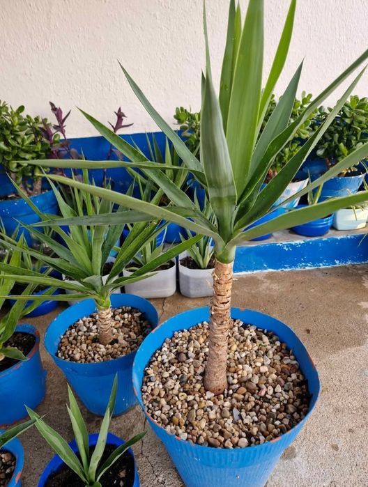 Palmeiras Yuccas vários tamanhos