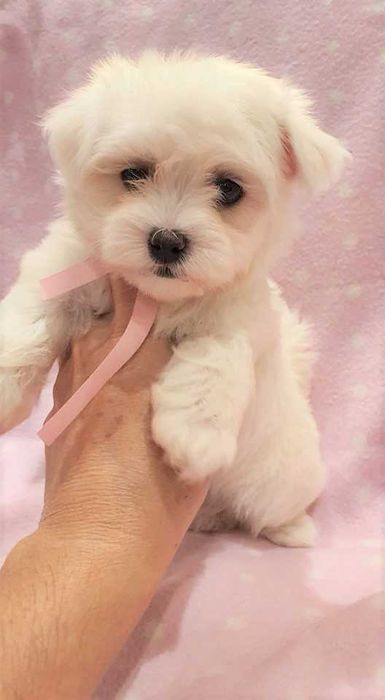 Maltańczyk mini piesek. Pełna dokumentacja.