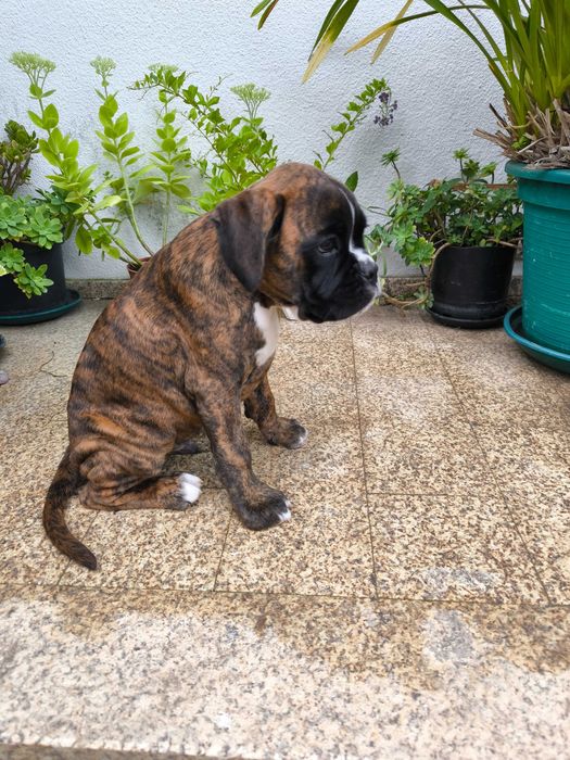 Disponível Macho Boxer