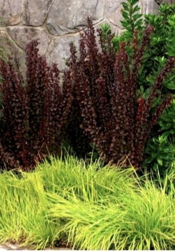 Duzy kilkuletni Czerwony  Berberys